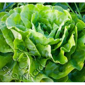 SAŁATA MASŁOWA NEIL OTOCZKOWANA 5 TYS ST