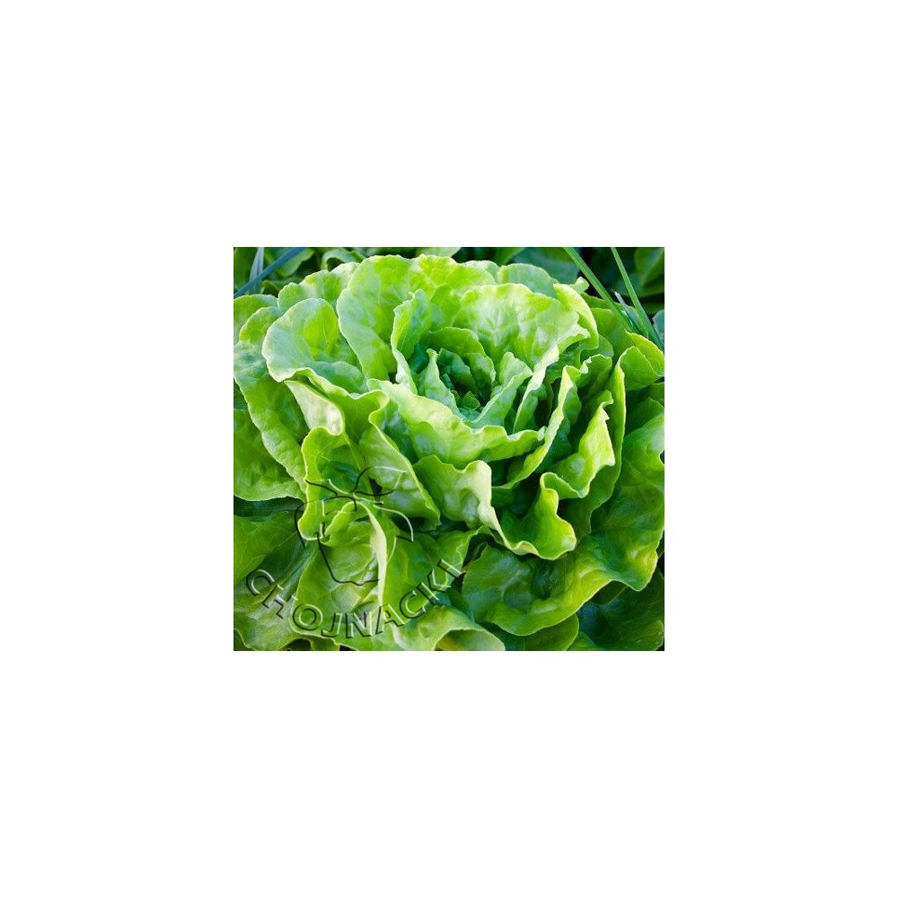 SAŁATA MASŁOWA NEIL OTOCZKOWANA 5 TYS ST