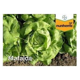 SAŁATA MASŁOWA MAFALDA OTOCZKOWANE 5 TYS ST