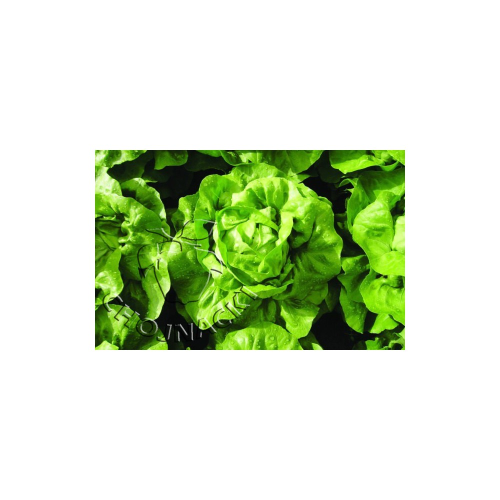 SAŁATA MASŁOWA NICOLETTE 5 TYS