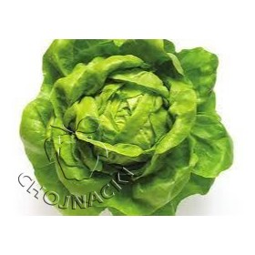 SAŁATA MASŁOWA NOACH 5 TYS OTOCZKA