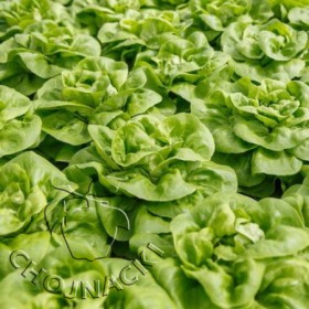 SAŁATA MASŁOWA OTOCZKOWANA ALEXANDRIA RZ (42-52) 5 TYS ST