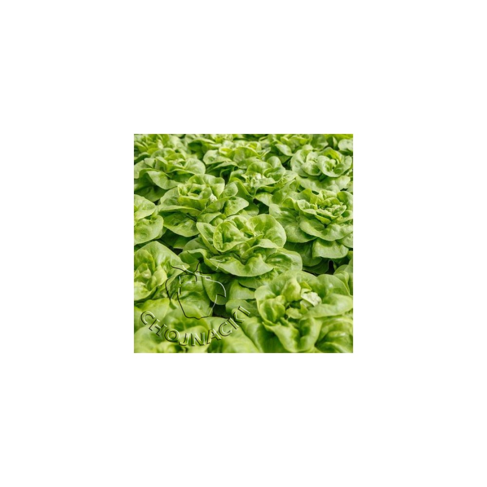 SAŁATA MASŁOWA OTOCZKOWANA ALEXANDRIA RZ (42-52) 5 TYS ST