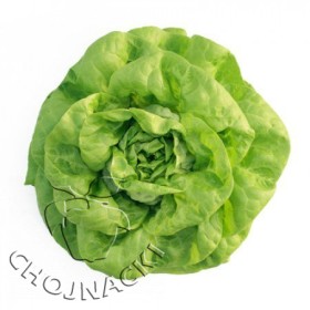 SAŁATA MASŁOWA OTOCZKOWANA GARDIA RZ (42-86) 5 TYS ST