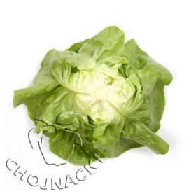 SAŁATA MASŁOWA OTOCZKOWANA JOLITO RZ (43-01) 5 TYS ST