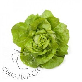 SAŁATA MASŁOWA OTOCZKOWANA JOLITO RZ (43-01) 5 TYS ST