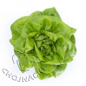 SAŁATA MASŁOWA OTOCZKOWANA LUCRECIA RZ (42-131) 5 TYS ST