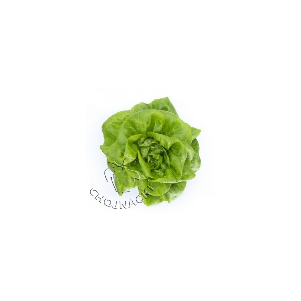 SAŁATA MASŁOWA OTOCZKOWANA LUCRECIA RZ (42-131) 5 TYS ST