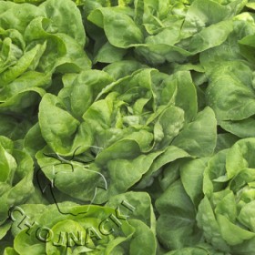 SAŁATA MASŁOWA OTOCZKOWANA NATALIA RZ (42-56) 5 TYS ST