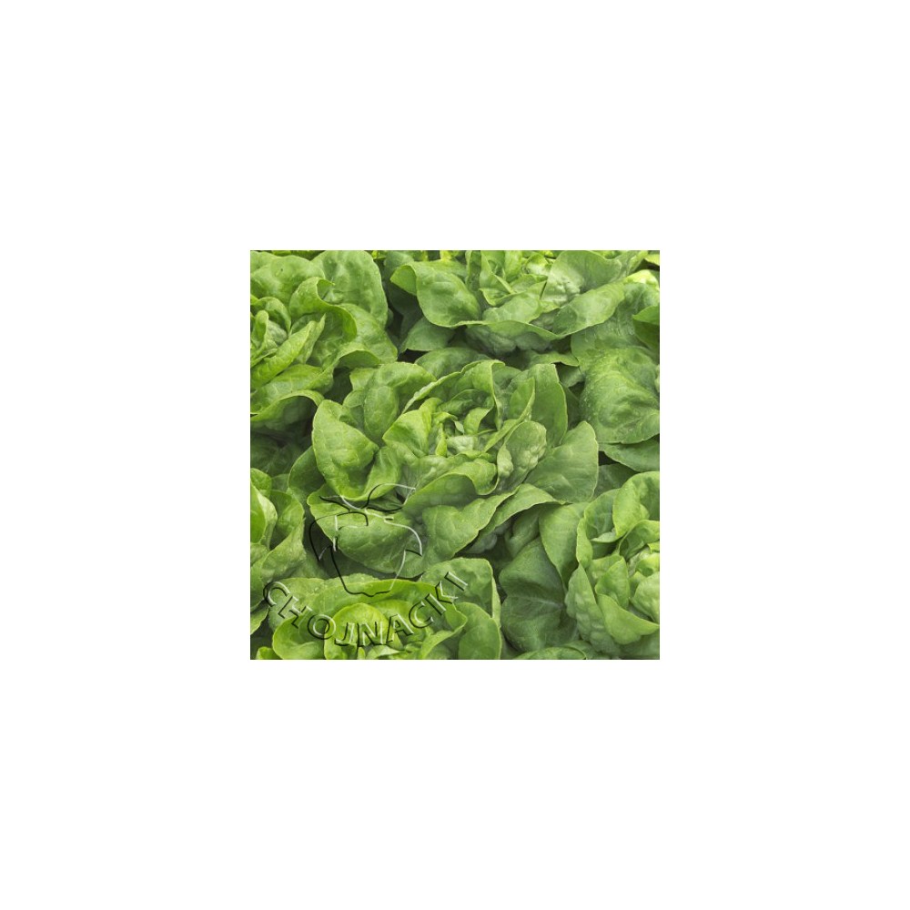 SAŁATA MASŁOWA OTOCZKOWANA NATALIA RZ (42-56) 5 TYS ST