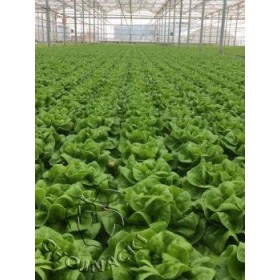 SAŁATA MASŁOWA OTOCZKOWANA PRESTERIA RZ (42-01) 5 TYS ST