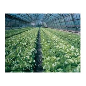 SAŁATA MASŁOWA OTOCZKOWANA OMEGA RZ (42-01) 5 TYS ST