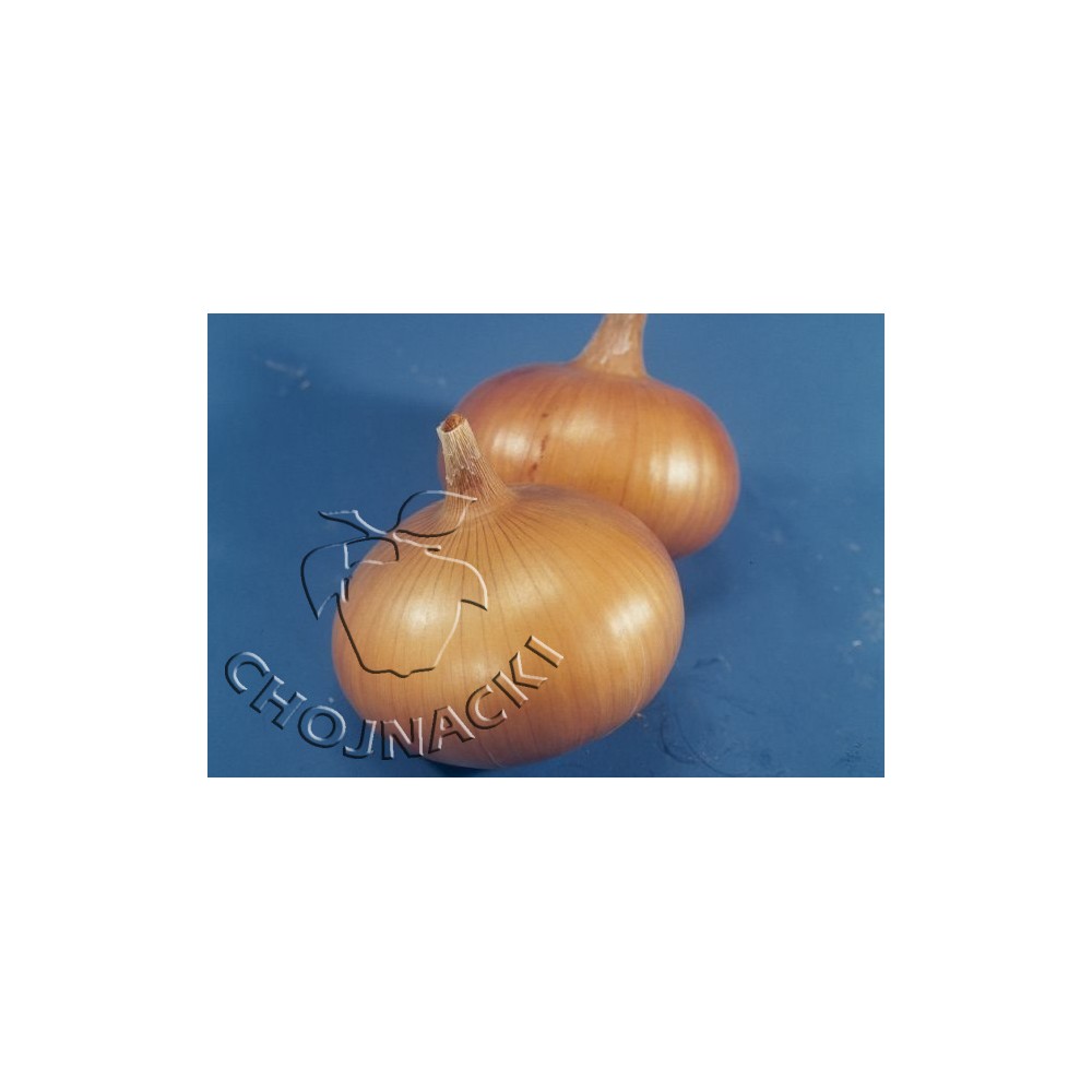 CEBULA SENSHYU YELLOW 250 TYS ST CORA SEEDS