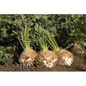 SELER KORZENIOWY BALENA 10 TYS