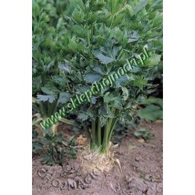 SELER KORZENIOWY BRILLIANT 10 TYS