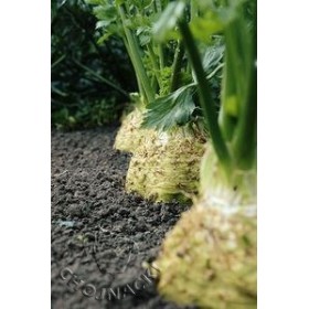 SELER KORZENIOWY DIAMANT 10 TYS PODKIEŁKOWANE OTOCZKOWANE