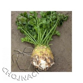 SELER KORZENIOWY MONARCH 10 TYS NUNHEMS