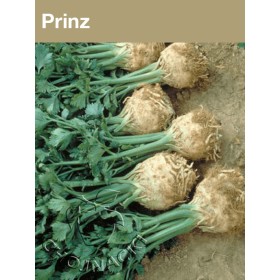 SELER KORZENIOWY PRINZ 10 TYS F1 ST