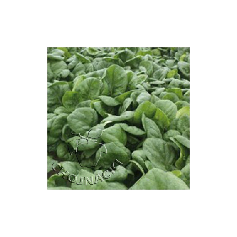 SZPINAK LIŚĆ GŁADKI CALADONIA F1 1 MLN