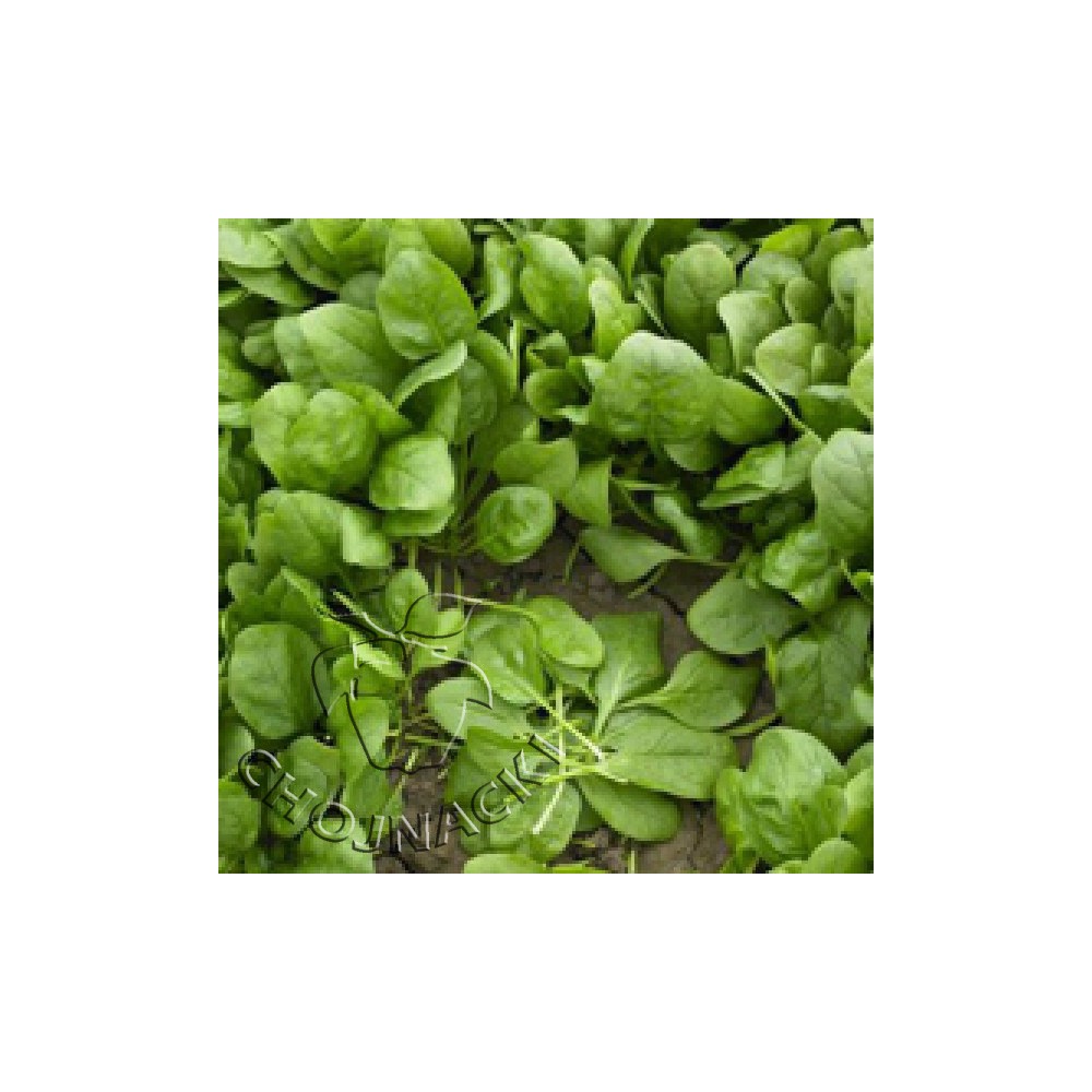 SZPINAK LIŚĆ GŁADKI COOK F1 1 MLN