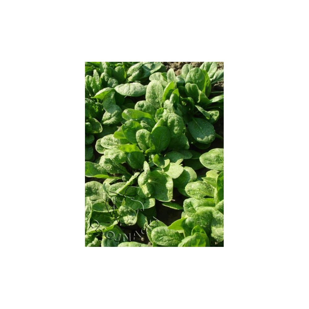 SZPINAK LIŚĆ GŁADKI JAVA F1 1 MLN