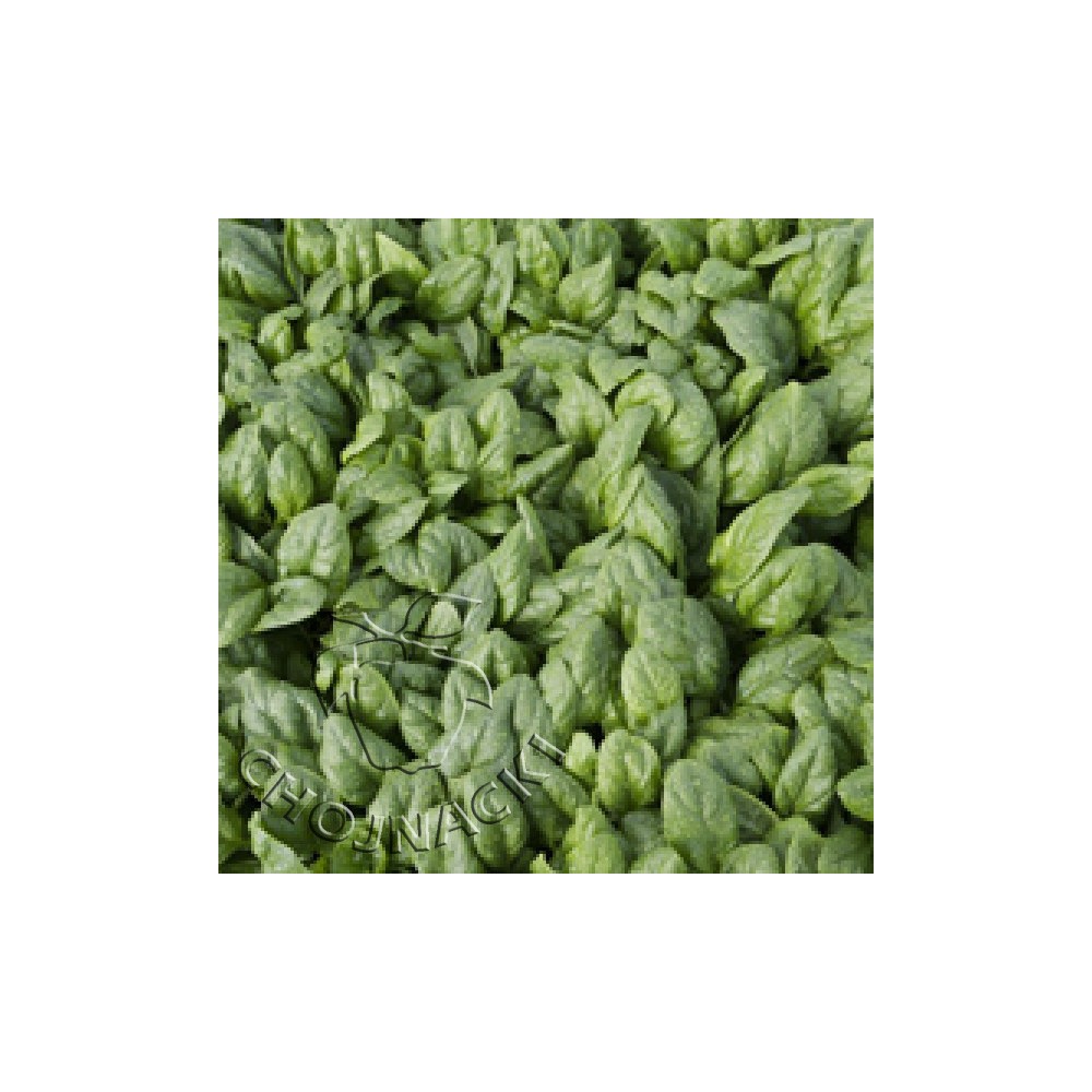 SZPINAK LIŚĆ GŁADKI SEYCHELLES F1 1 MLN