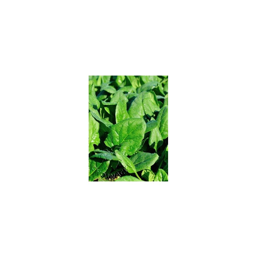 SZPINAK LIŚĆ KARBOWANY MAGNETIC F1 1 MLN