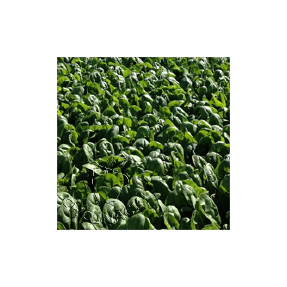 SZPINAK LIŚĆ KARBOWANY SV2157VB F1 1 MLN