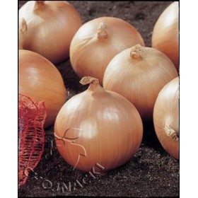 CEBULA WCZESNA SPIRIT 250 TYS