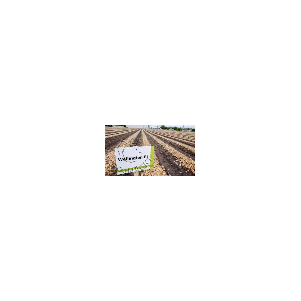 CEBULA WELLINGTON F1 250 TYS PRECYZYJNE ST