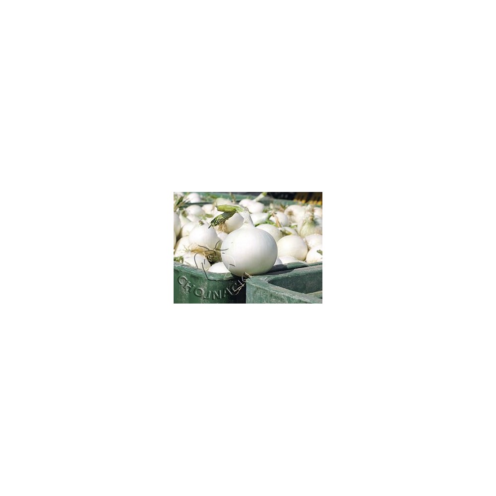 CEBULA WHITE WING 10 TYS PRECYZYJNE