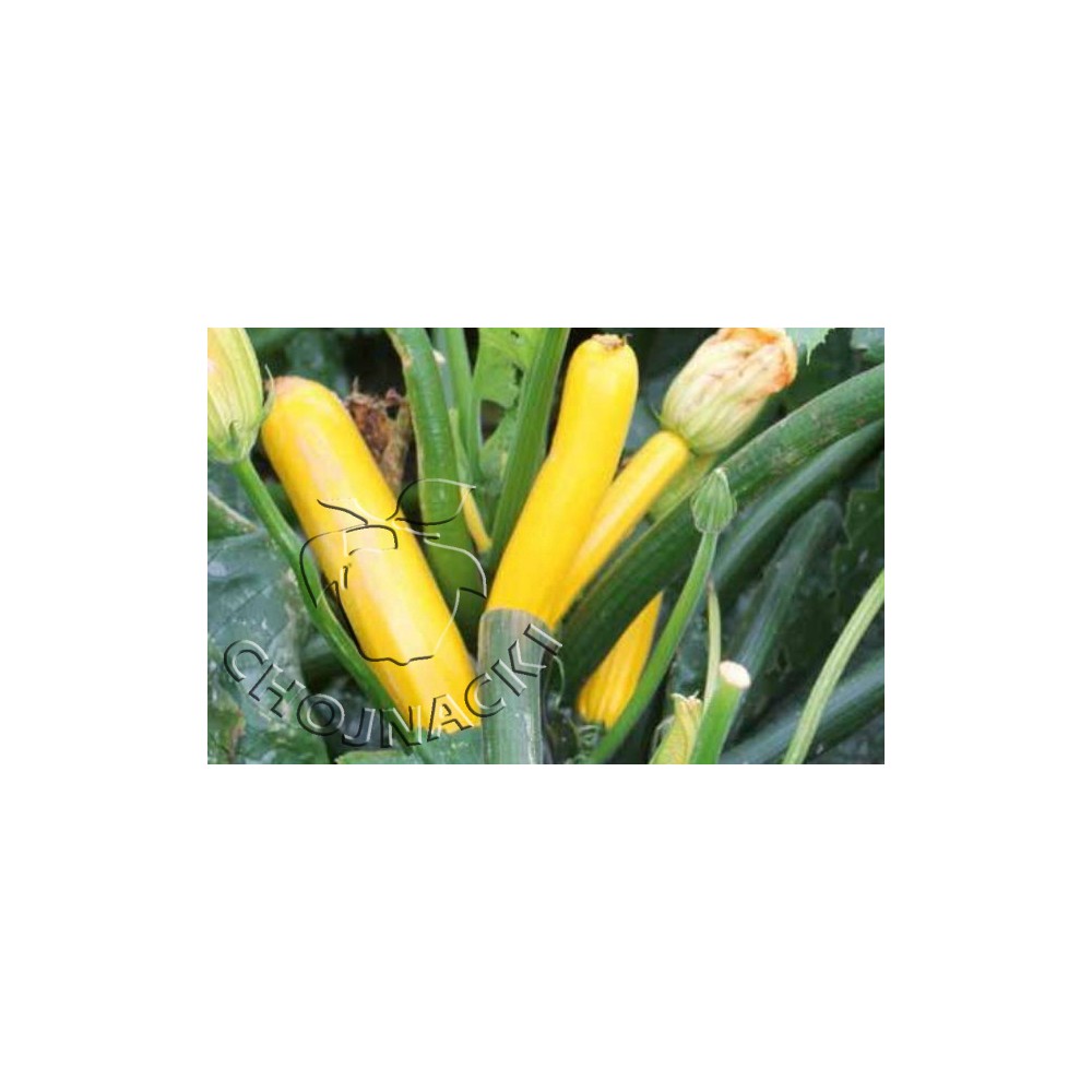 CUKINIA GOLDEN GLORY F1 1 TYS ST