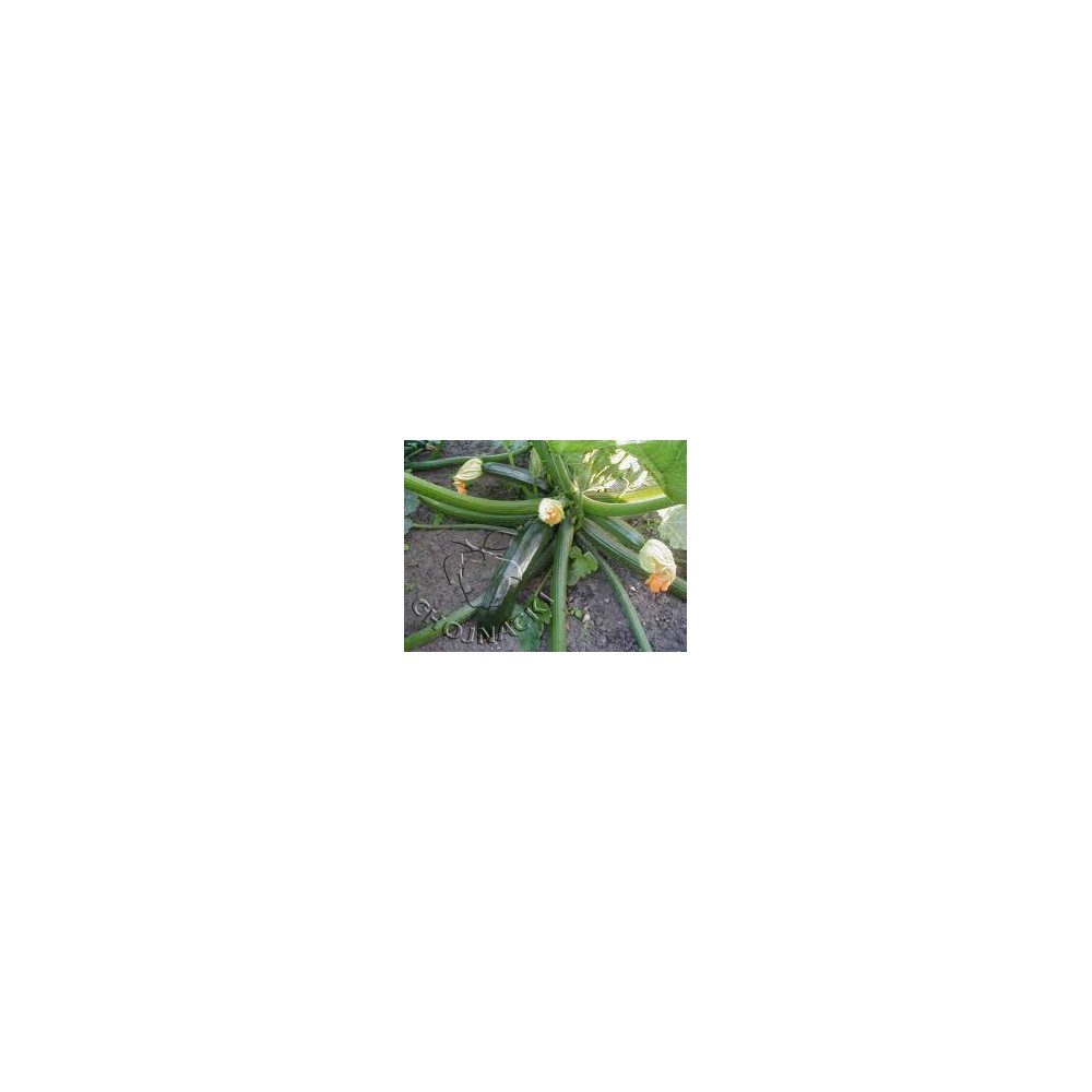 CUKINIA NAXOS F1 1 TYS ST