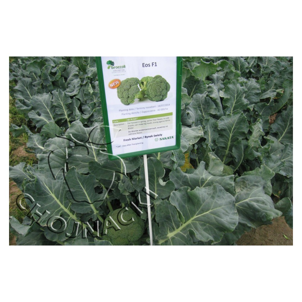 BROKUŁ EOS F1 2,5 TYS PRECYZYJNY *NA ZAMÓWIENIE