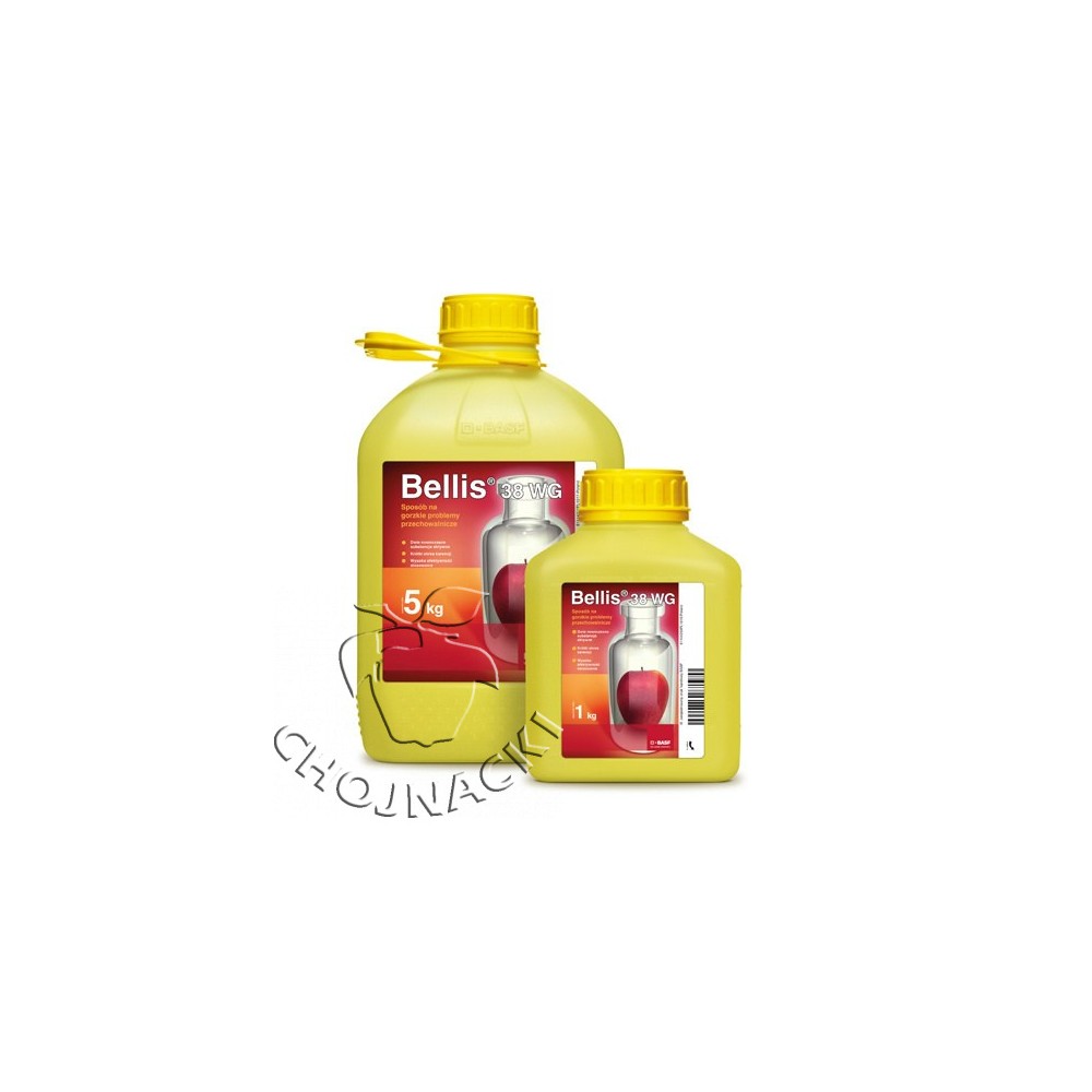 BELLIS 38 WG 1KG