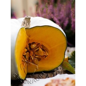 DYNIA CROWN PRINCE F1 PRZECHOWALNICZA 500 NAS ST