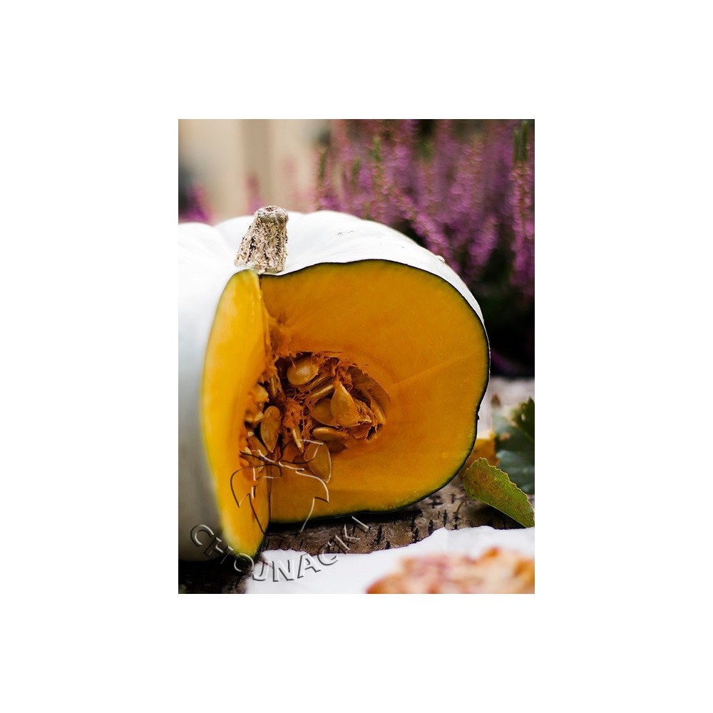 DYNIA CROWN PRINCE F1 PRZECHOWALNICZA 500 NAS ST