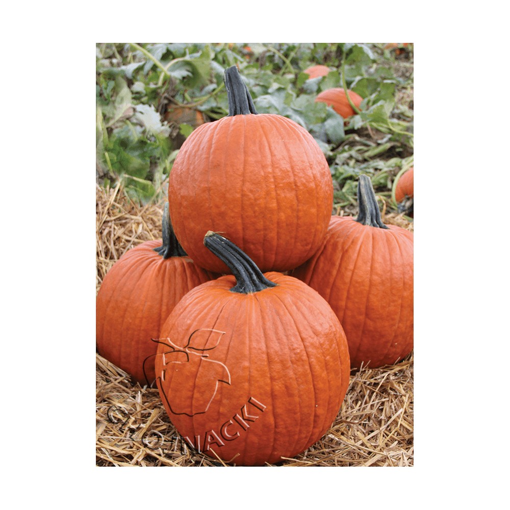 DYNIA HALLOWEEN GLADIATOR F1 250 NAS ST