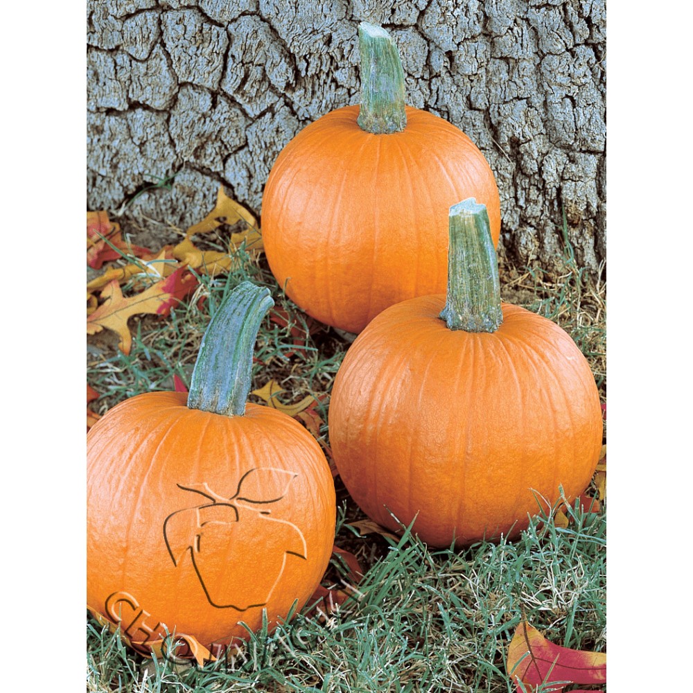 DYNIA HALLOWEEN GOMEZ F1 250 NAS ST