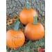 DYNIA HALLOWEEN GOMEZ F1 1 TYS ST