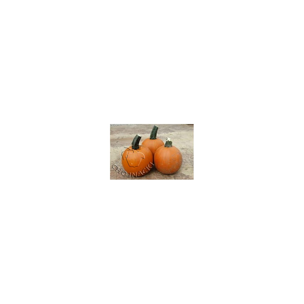 DYNIA HALLOWEEN MAGICIAN F1 250 N ST