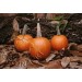 DYNIA HALLOWEEN SPITFIRE F1 1 TYS ST