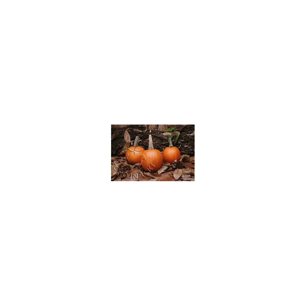 DYNIA HALLOWEEN SPITFIRE F1 250 N ST
