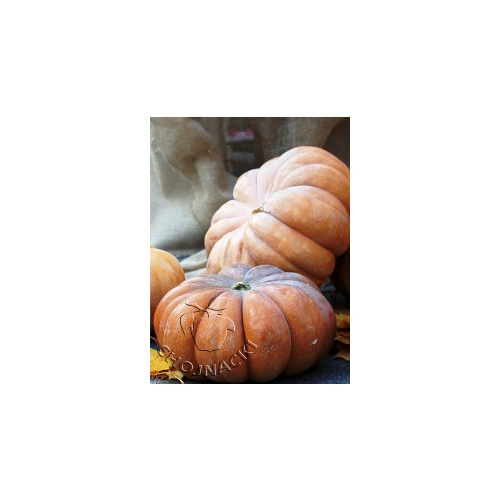DYNIA SPOŻYWCZA HIVER DE PROVENCE 100 GR ST