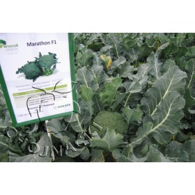 BROKUŁ MARATHON F1 2,5 TYS PRECYCYJNE