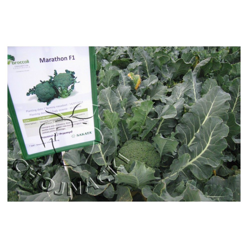 BROKUŁ MARATHON F1 2,5 TYS PRECYCYJNE