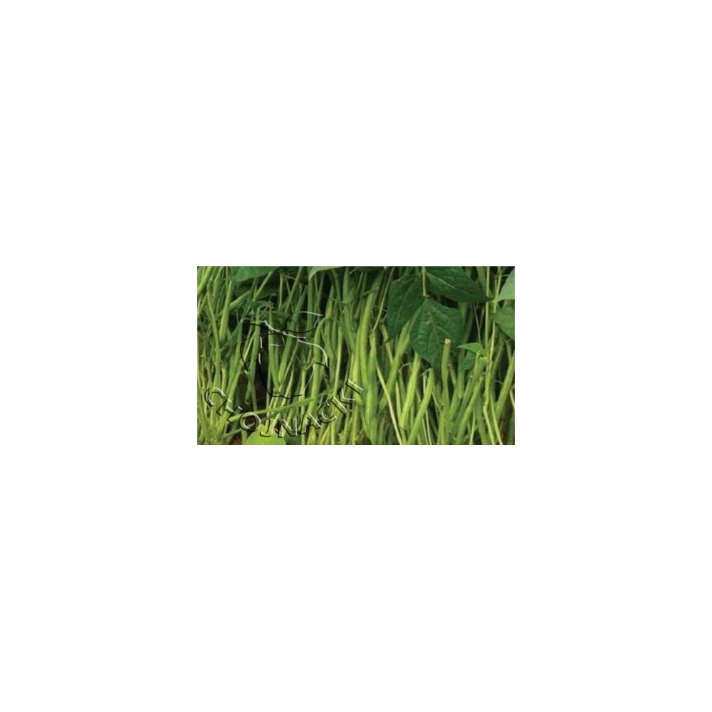 Fasola szparagowa karłowa KANSAS 2500 SZT / OK.1 KG ST
