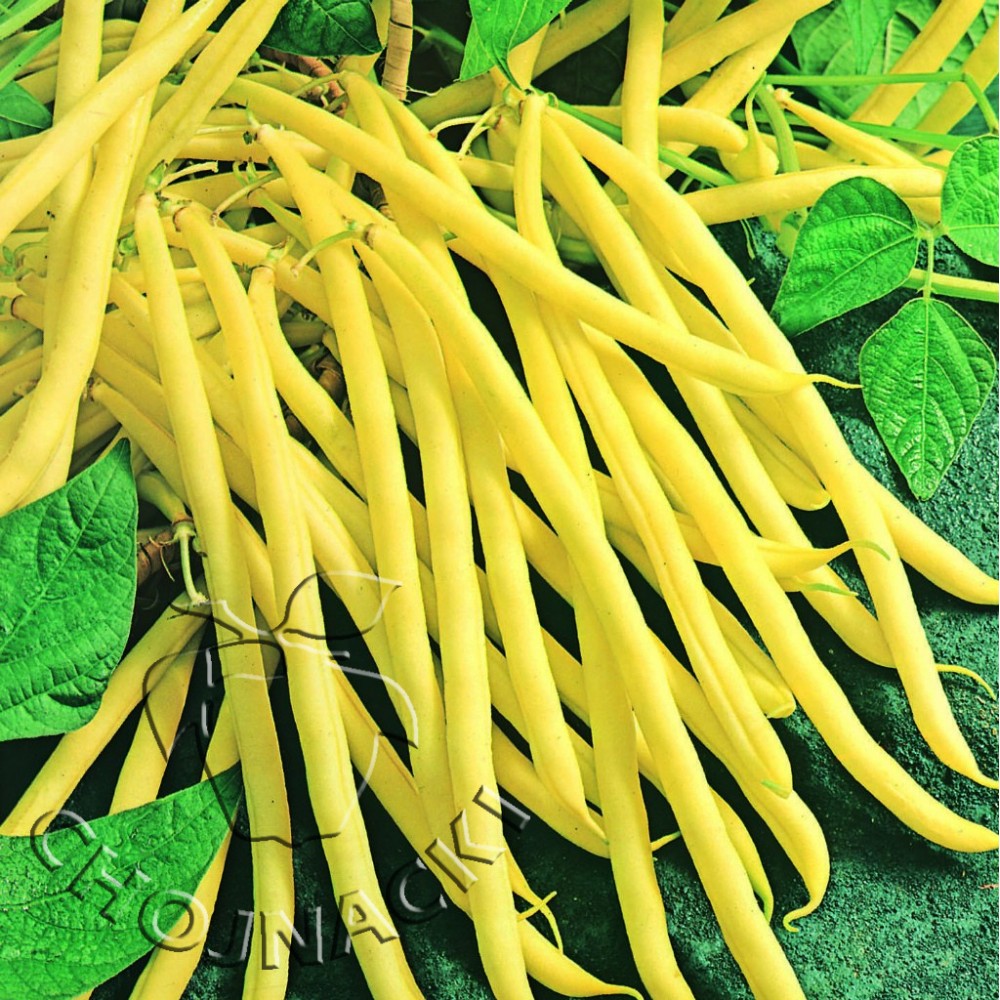 FASOLA SZPARAGOWA ROCDOR 1 KG ST