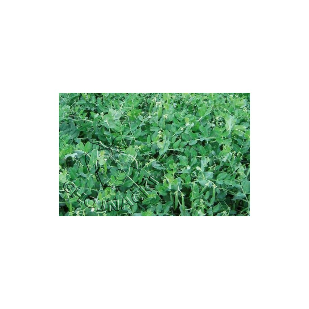 GROCH OLINDA 100 TYS ST