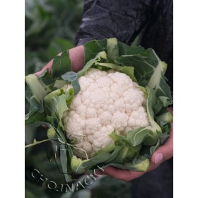 KALAFIOR ALCALA F1 2,5 TYS PRECYZYJNE